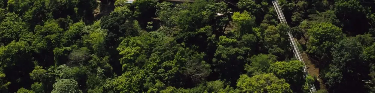 Aerial view of a dense green forest